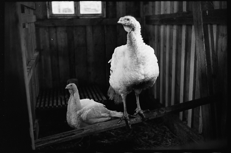 black and white photo