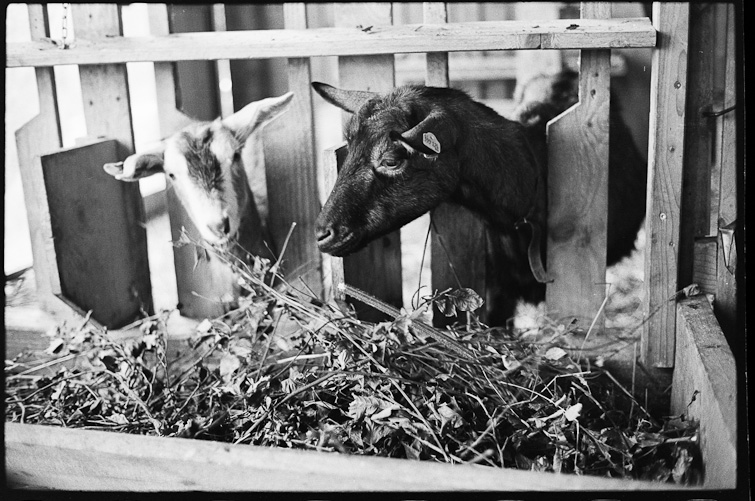 black and white photo