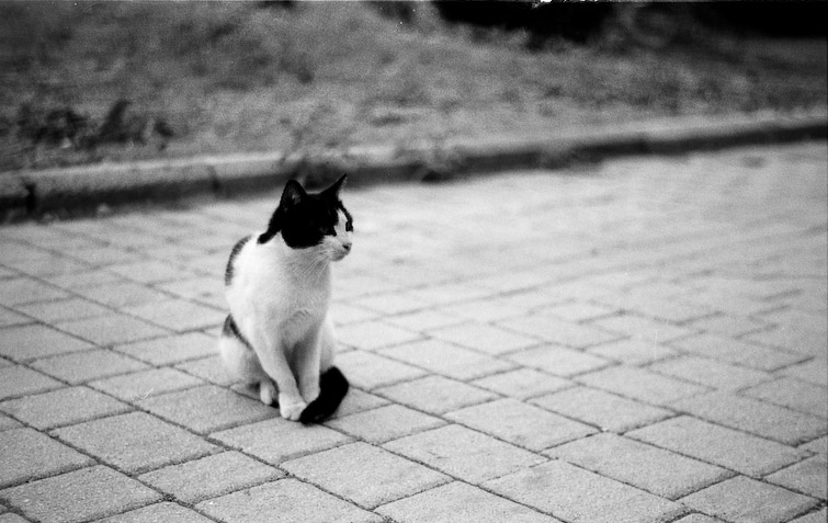 simon meisinger greece