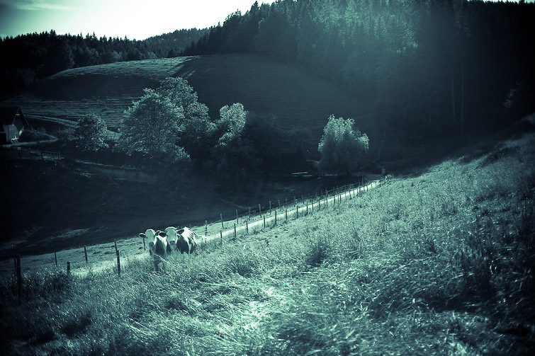simonmeisinger