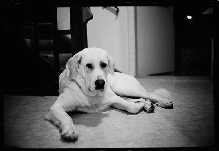 simon meisinger black and white photo